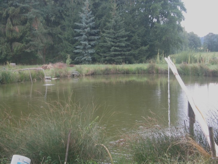 WasserzulaufForelle02