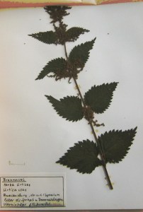 Brennnessel